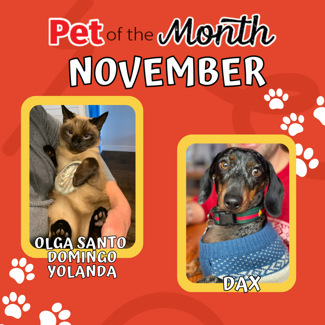 Pet of the Month Nov Instagram