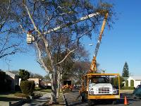 Truck on street doing tree trimming