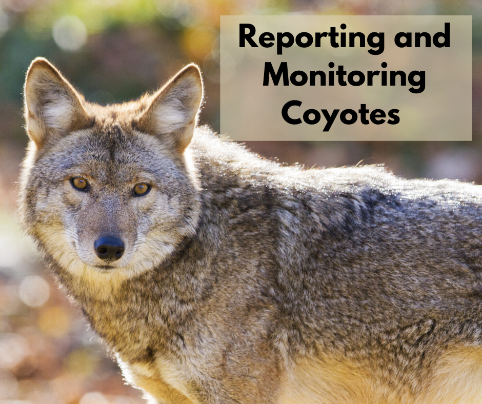 Reporting and Monitoring Coyotes