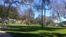 Trees and grass of a park